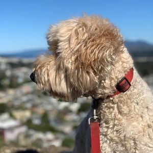 Meet your Posher, Caroline